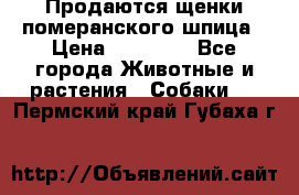 Продаются щенки померанского шпица › Цена ­ 45 000 - Все города Животные и растения » Собаки   . Пермский край,Губаха г.